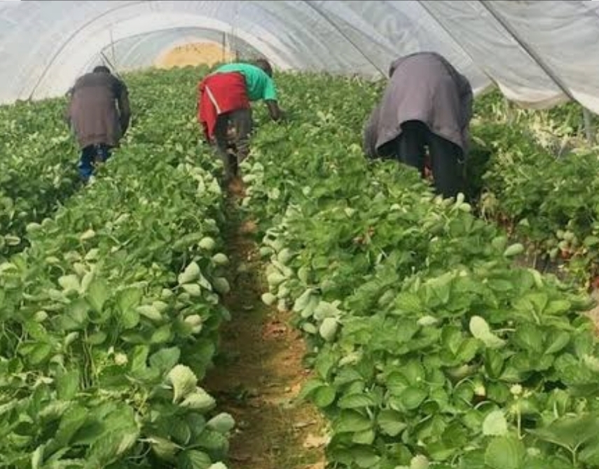 Des champs de l’or vert au combat pour la dignité